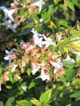Dettaglio di una pianta di Abelia grandiflora