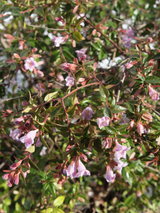 Dettaglio di una pianta di Abelia x 'Edward Goucher'