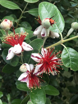 Dettaglio fiore di una pianta di Acca sellowiana