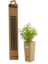 Aloysia triphylla (Lippia citriodora)