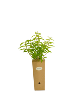 Aloysia triphylla (Lippia citriodora)