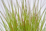 Andropogon scoparius ‘Prairie Blues’