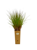 Andropogon scoparius ‘Prairie Blues’