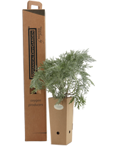 Pianta di Artemisia arborescens 'Carcassonne' in vaso di cartone 9x9x20 con scatola BotanicalDryGarden