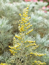 Dettaglio di una pianta di Artemisia arborescens 'Porquerolles'