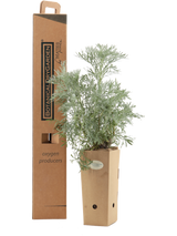 Pianta di Artemisia arborescens 'Porquerolles' in vaso di cartone 9x9x20 con scatola BotanicalDryGarden