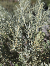 Dettaglio di una pianta Atriplex canescens