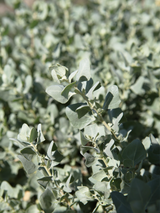 Dettaglio di una pianta di Atriplex halimus