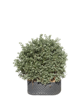 Pianta di Atriplex halimus in vaso R50