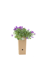 Aubrieta x cultorum ‘Cascade Purple’