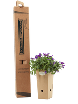 Pianta di Aubrieta x cultorum 'Cascade Purple' con scatola BotanicalDryGarden