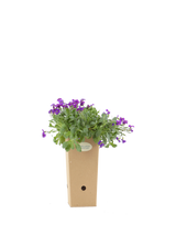 Pianta di Aubrieta x cultorum 'Cascade Purple' in vaso di cartone 9x9x20