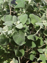 Dettaglio di una pianta di Ballota acetabulosa