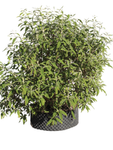 Pianta di Buddleja officinalis in vaso R50