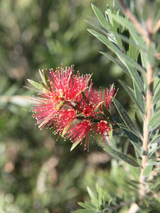 Dettaglio di una pianta di Callistemon 'Masotti Mini Red'