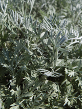 Dettaglio di una pianta di Centaurea cineraria