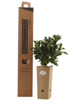 Pianta di Cistus pulverulentus in vaso di cartone 9x9x20 con scatola BotanicalDryGarden