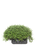 Pianta di Cistus salviifolius in vaso R50