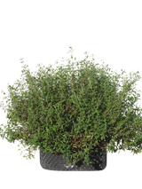 Pianta di Cistus x florentinus in vaso R50