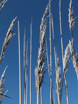Dettaglio di una pianta di Cortaderia selloana
