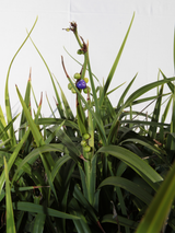 Dettaglio di una pianta di Dianella Sitara® 'Weeping Kate'