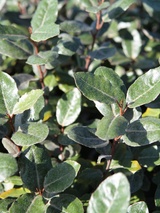 Dettaglio di una pianta di Elaeagnus x ebbingei