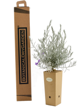 Verbena Venosa (Verbenarigo)