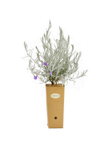 Verbena Venosa (Verbenarigo)