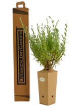 Eriocephalus africanus