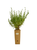 Eriocephalus africanus