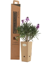 Pianta di Erysimum 'Bowles Mauve' in vaso di cartone 9x9x20 con scatola BotanicalDryGarden