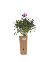 Pianta di Erysimum 'Bowles Mauve' in vaso di cartone 9x9x20