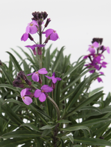 Dettaglio di una pianta di Erysimum 'Bowles Mauve'