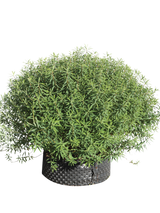 Pianta di Euphorbia dendroides in vaso R50