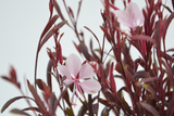Gaura Lindheimeri 'Dama rosa'