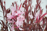 Gaura Lindheimeri 'Dama rosa'
