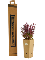 Gaura Lindheimeri 'Dama rosa'