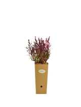 Gaura Lindheimeri 'Dama rosa'