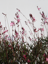 Dettaglio di una pianta di Gaura lindheimeri 'Siskiyou Pink'