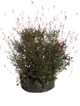 Pianta di Gaura lindheimeri 'Siskiyou Pink' in vaso R50