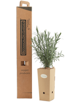 Pianta di Gomphostigma virgatum in vaso di cartone 9x9x20 con scatola BotanicalDryGarden