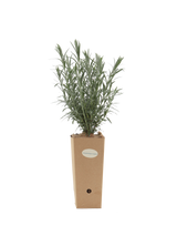 Pianta di Gomphostigma virgatum in vaso di cartone 9x9x20