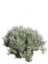 Pianta di Helichrysum italicum in vaso R50
