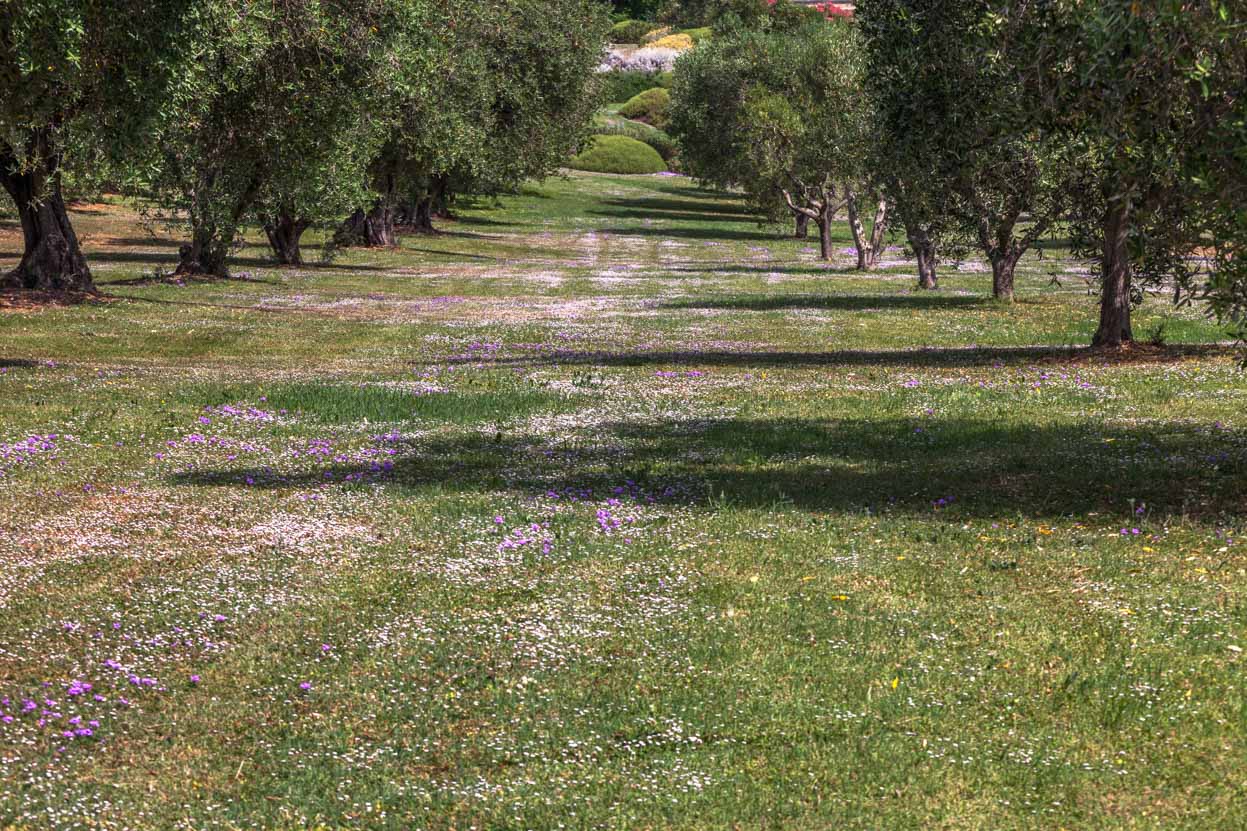 Mix per prati alternativi