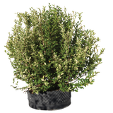 Ligustro ovalifolia variegatum - Flatpot