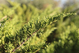 Dettaglio di una pianta di Juniperus chinensis Pfizeriana verde