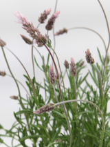 Dettaglio di una pianta di Lavandula dentata 'Imi n' Ifri'