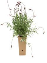 Pianta di Lavandula dentata 'Imi n' Ifri' in vaso di cartone 9x9x20
