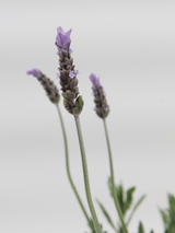 Dettaglio di una pianta di Lavandula dentata verde