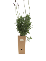 Pianta di Lavandula dentata verde in vaso di cartone 9x9x20